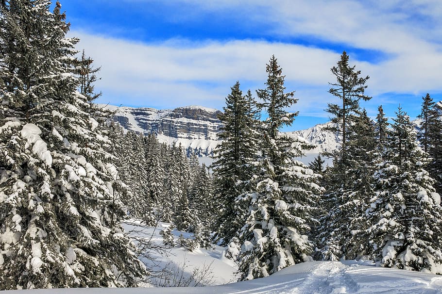 winter, mountains, snow, landscape, nature, alpine, summit, scenic, switzerland, trees