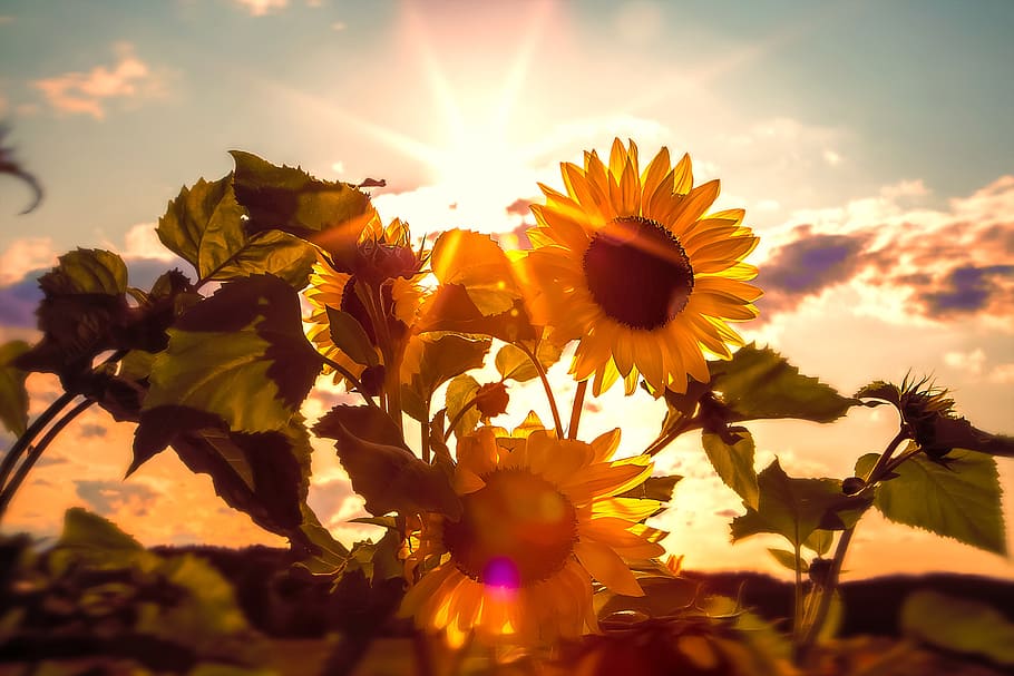 yellow, sunflowers, focus photo, sun flower, back light, yellow flower, sunshine, blossom, bloom, garden
