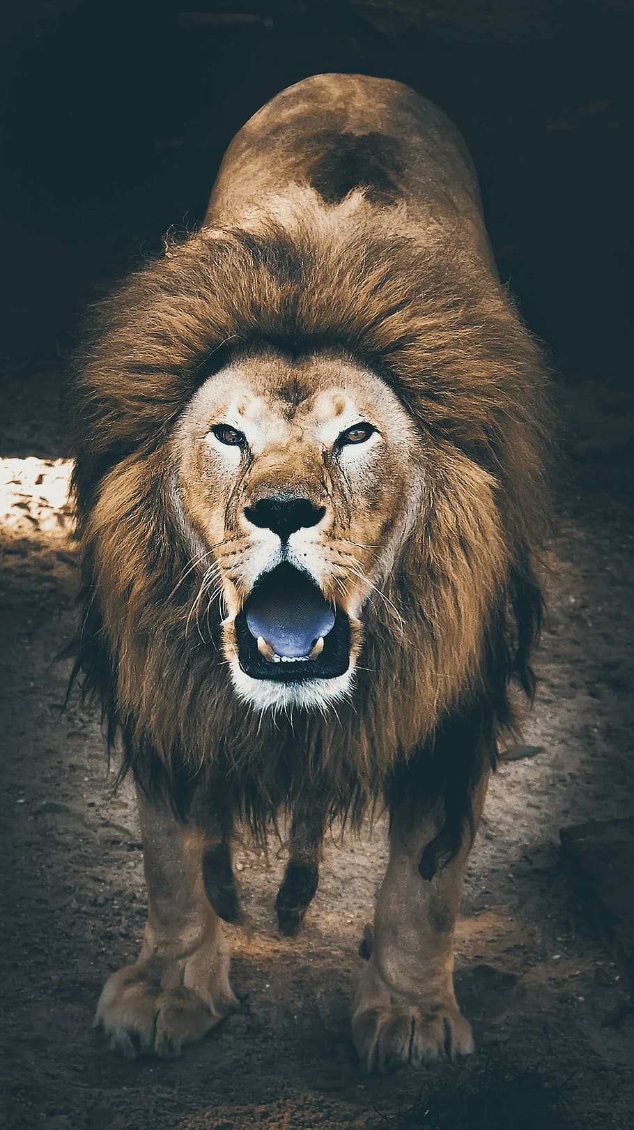lion, open, mouth, brown, soil, jungle, savage, animal, wildlife, nature