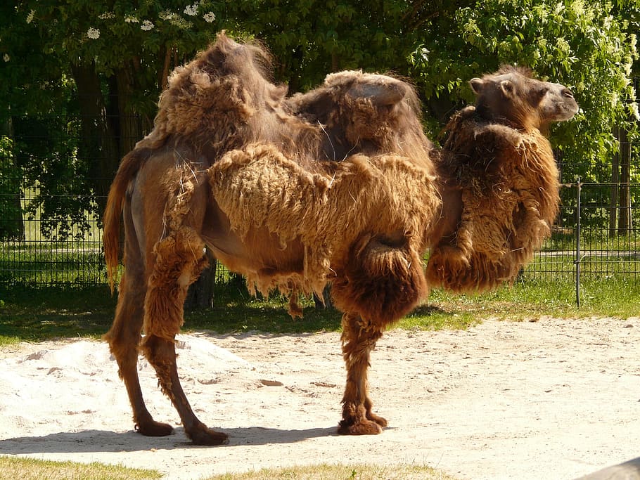 Camel, Mammal, zweihoeckriges, beast of burden, livestock, desert, zoo, animal, creature, animal themes