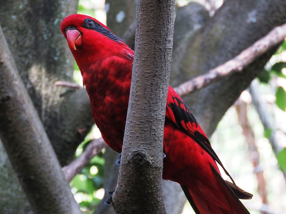 red, black, parrot twig, tree, daytime, red and black, black parrot, twig, parrot, bird