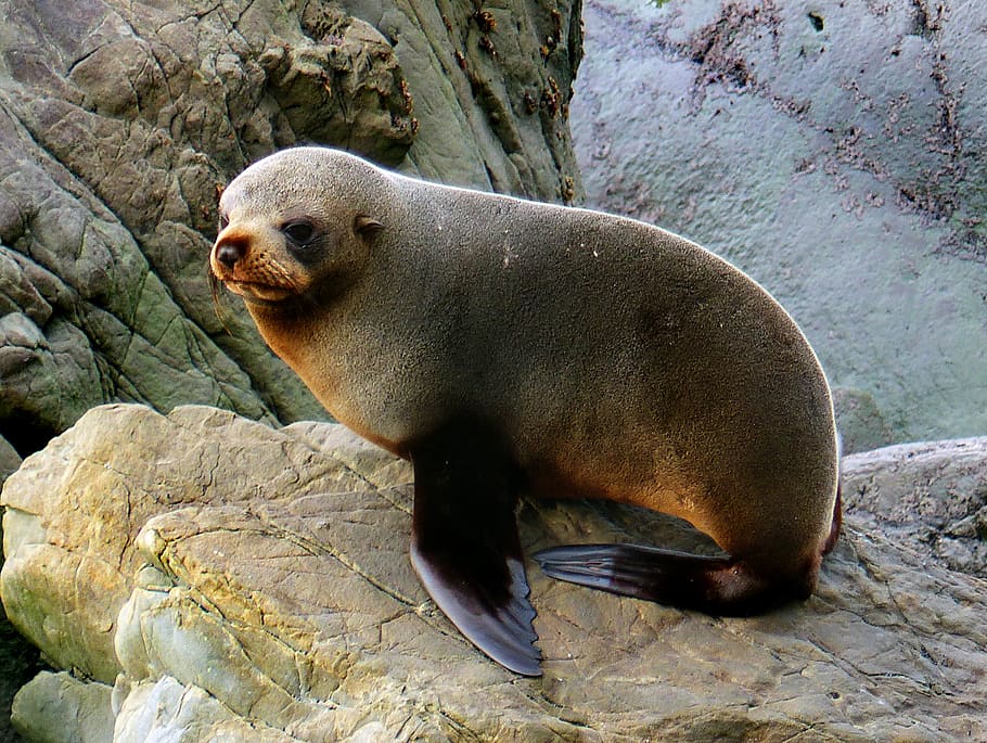 Southern, New Zealand Fur Seal, sea, lion, rockl, animal themes, animal, animals in the wild, animal wildlife, one animal