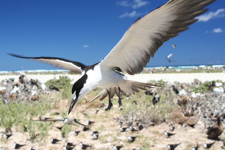 Sooty Tern, Flying, Bird, Wildlife, seabird, flight, ocean, island, beach, wings