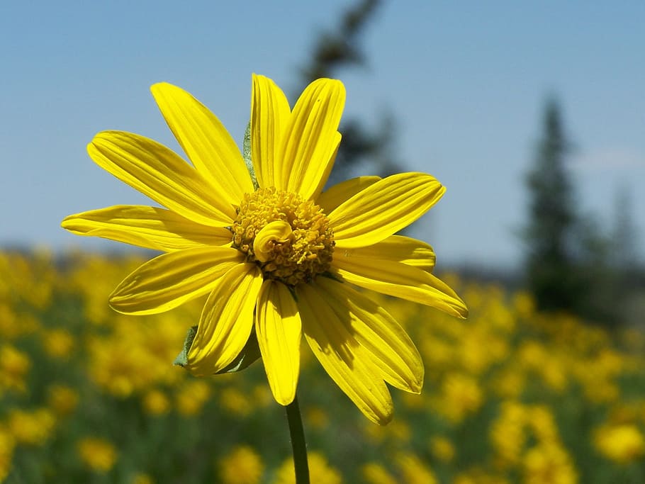 Little Sunflower, Yellow, Flower, Bloom, flor, pétalas, bokeh, macro, ao ar livre, planta