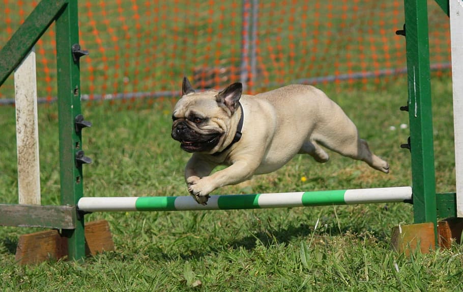 fawn pug, jumping, obstacle, dog, pug, training, breed, pedigree, pets, domestic animals