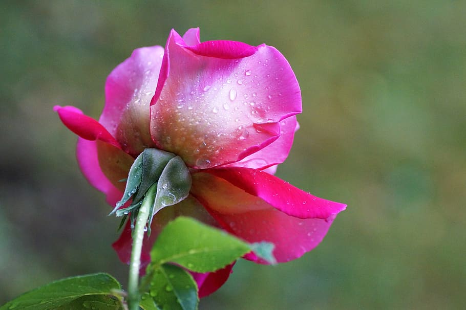 Rose, Bud, Garden, Pink, rose, bud, blossoming, rose flower, romance, petals, the only