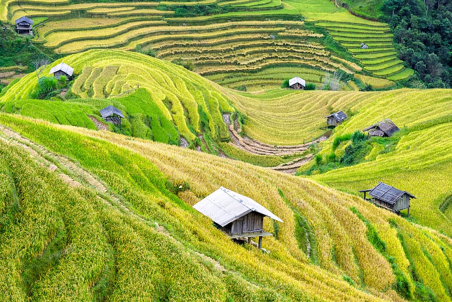 Ruong bac thang, vietnã, arrozais, agricultura, verde, grama, colinas, campos, montanhas, rural