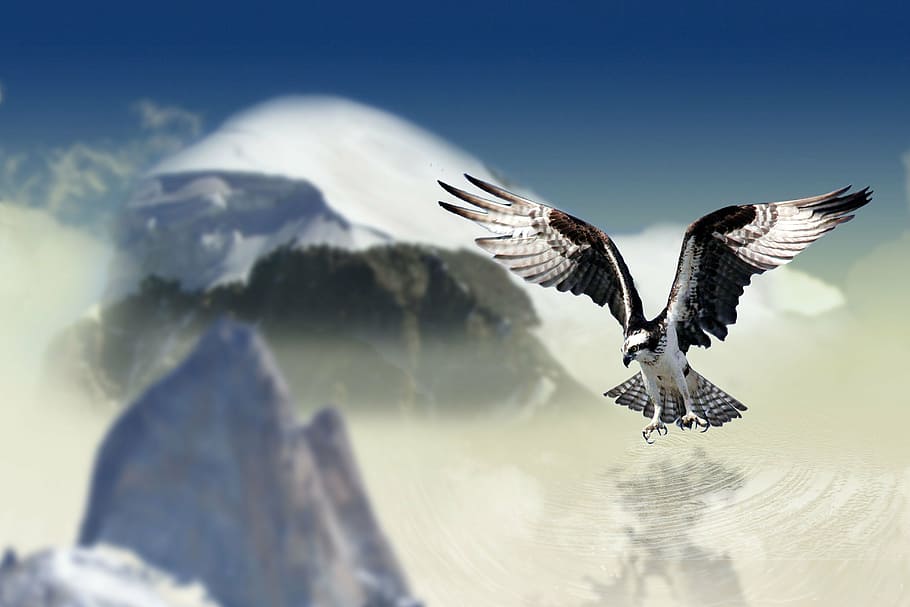 black, white, eagle, mountain view, white tailed eagle, bird, raptor, bird of prey, animal, plumage