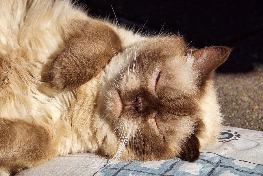 kucing himalaya, sedang tidur, kain, Kucing, Berkembang Biak, British Shorthair, kucing berkembang biak, mieze, bulu, hewan