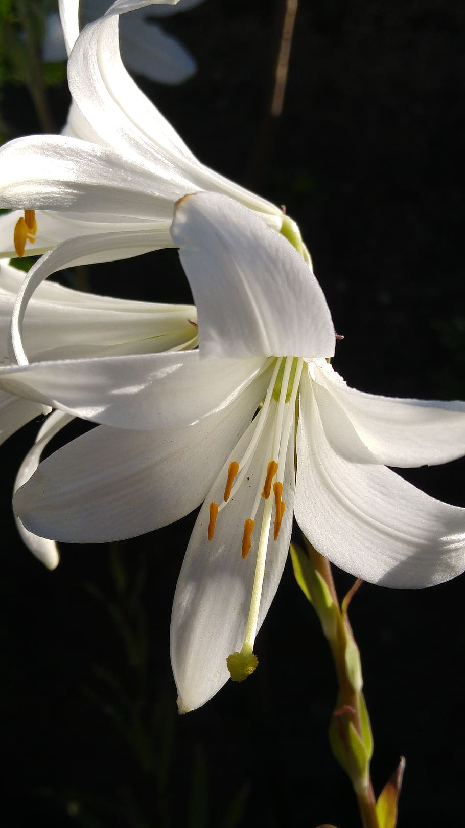 lilium, blanco, naturaleza, polen, bella, flor, planta floreciendo, color  blanco, planta, fragilidad | Pxfuel
