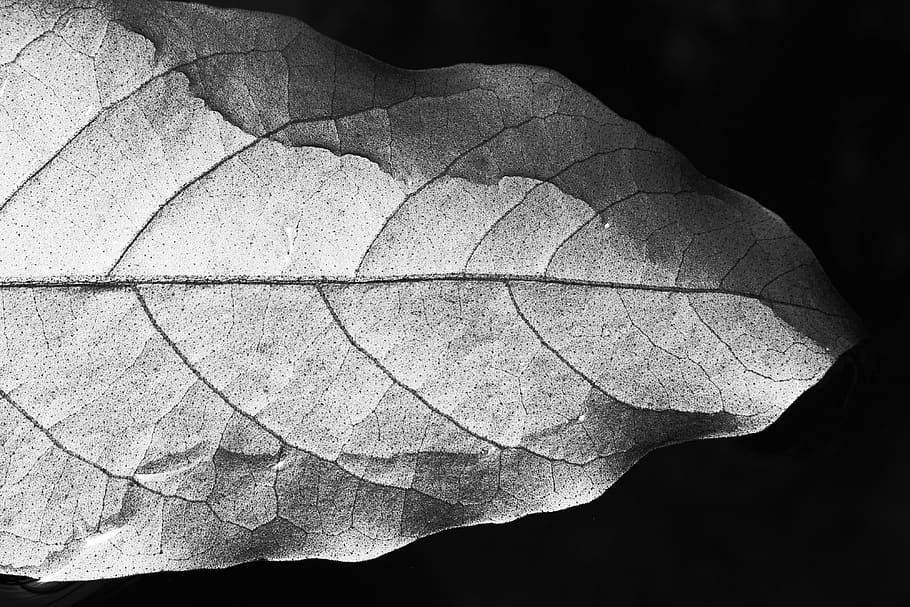 black and white, gray, grey, wilted, faded, old, wilt, wilting, autumn, leaf