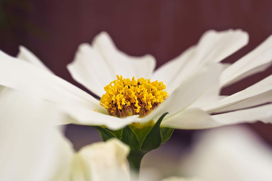 花 ガーベラ 自然 閉じる 黄色 カラフル 植物 マクロ 花びら Schnittblume Pxfuel