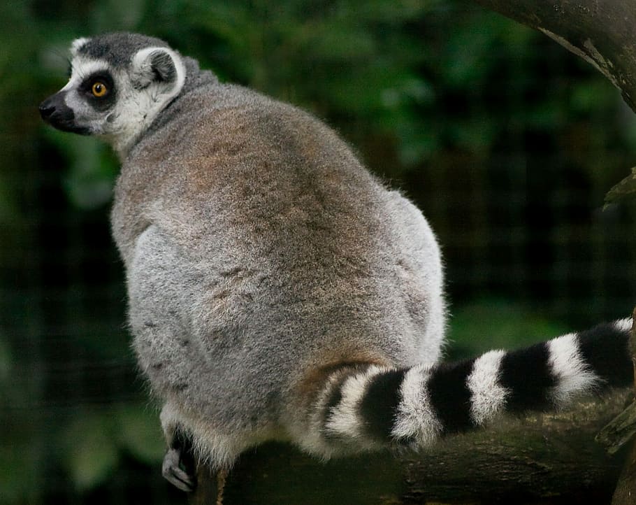 Lemur Ekor Cincin, Primata, lemur, mamalia, bulu, abu-abu, madagaskar, mencari, kebun binatang, kandang