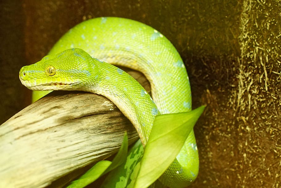 python pohon hijau, ular, tidak beracun, tema binatang, hewan, reptil, satu hewan, vertebrata, satwa liar, warna hijau