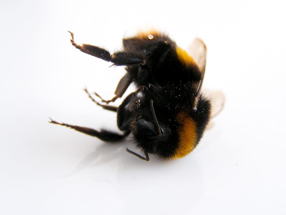 Bumblebee, Bee, Nature, Wildlife, dead bumblebee, insect, animal, honey, bug, wing