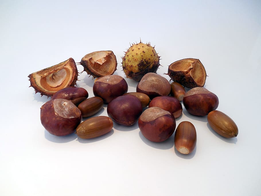 Chestnut, Acorns, Shiny, Brown, autumn, decoration, forest, tree fruits, food and drink, nut - food