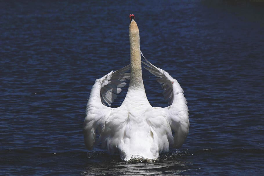swan, beak, white, eyes, bird, water, river, lake, animal, animals in the wild