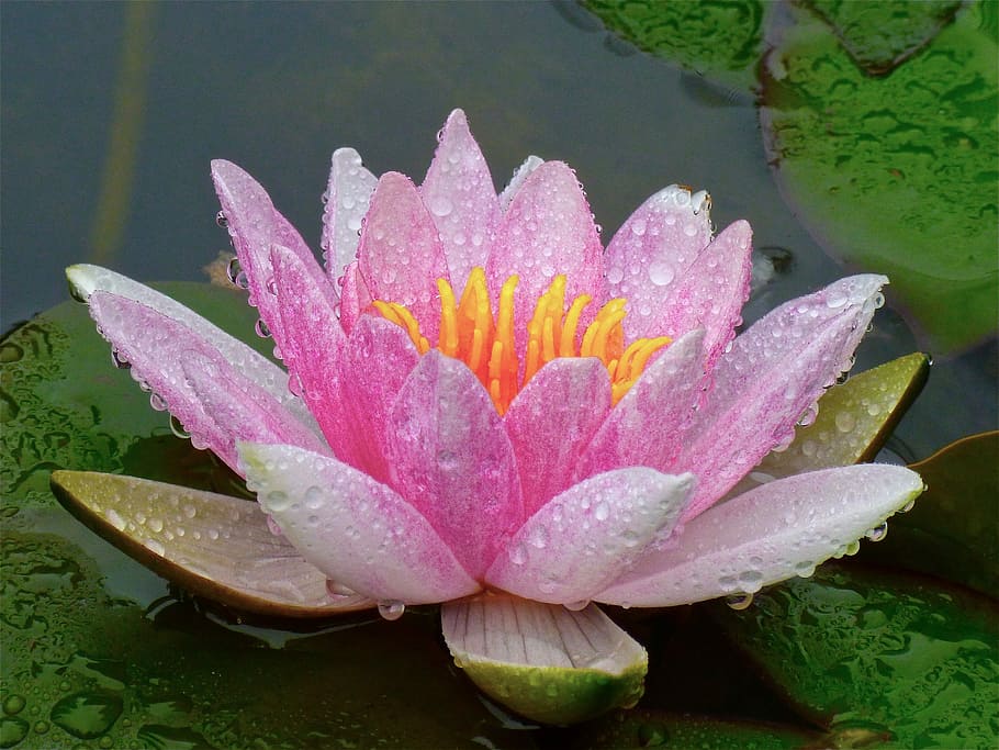 close-up photography, lotus flower, water droplets, pond, lotus, flower, lily, aquatic, water, flowering plant