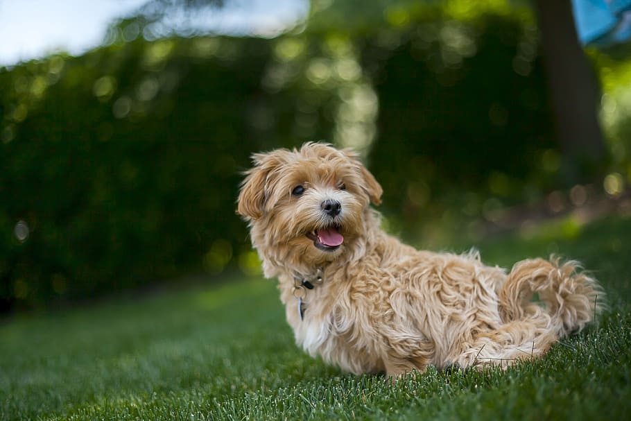 brown, white, havanese puppy, sitting, green, grass field, daytime, close-up photo, dog, summer