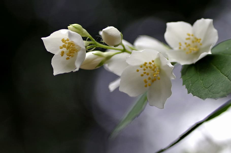 selective, focus photography, white, petaled flowers, Flower, Jasmine, Biel, Glow, the background, blur