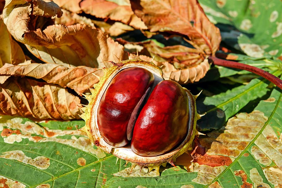 opened, red, green, fruit, leaf, chestnut, buckeye, ordinary rosskastanie, common rosskastanie, aesculus hippocastanum
