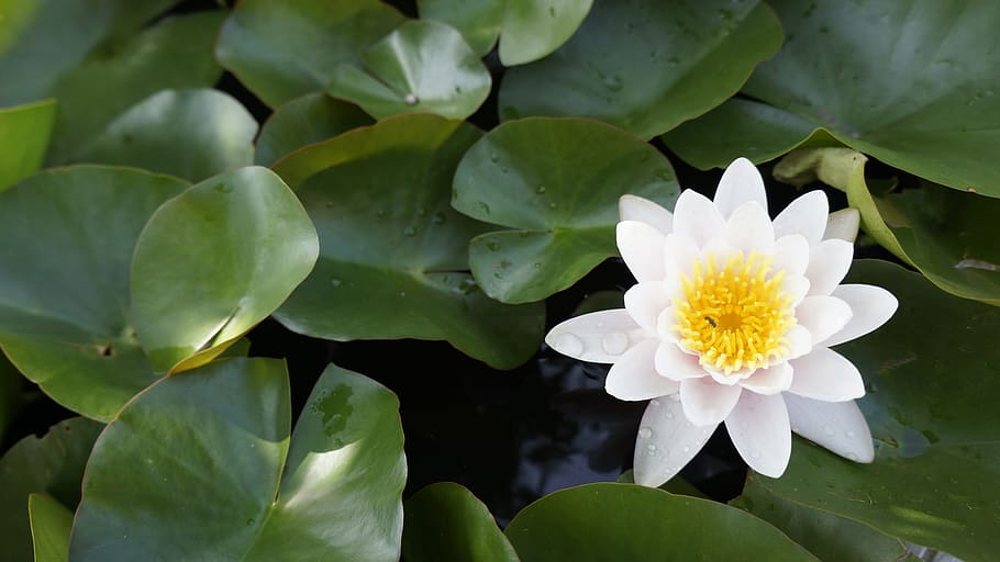 bunga lotus putih, lotus, ban bua, air, bo, tanaman, bilah, putih, bunga, tanaman berbunga