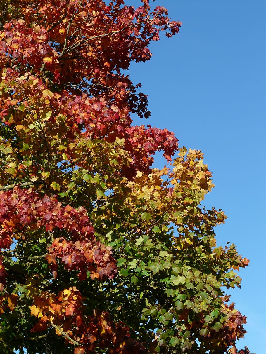 autumn tree, leaves, coloring, colorful, red, green, yellow, blue, sky, sunny day