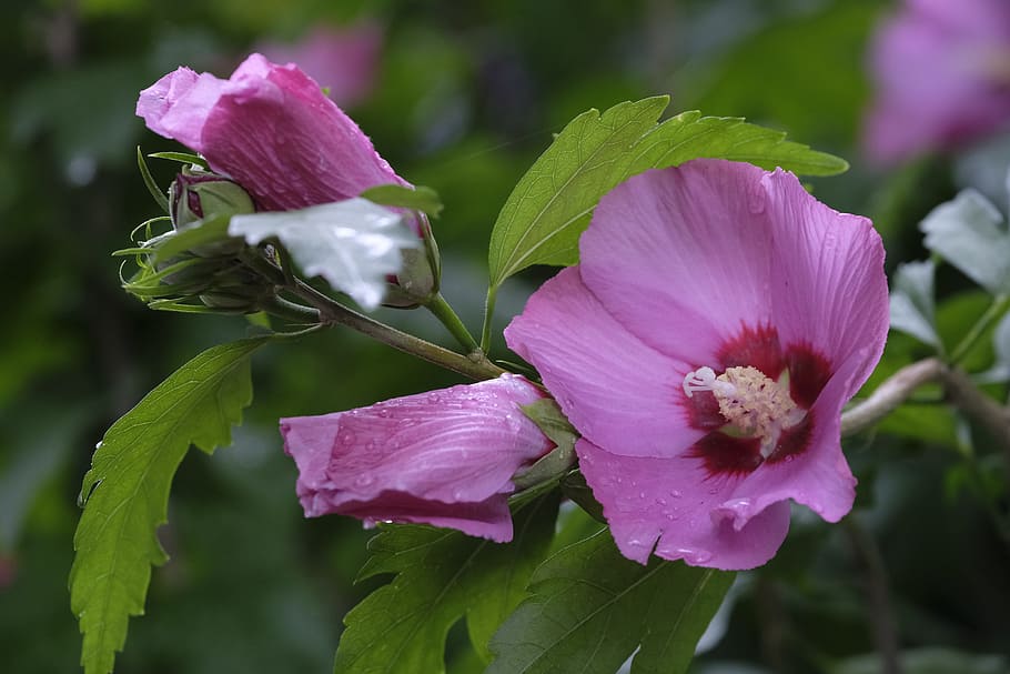 hibiscus, marshmallow, flower, blossom, bloom, pink, mallow, malvaceae, plant, map