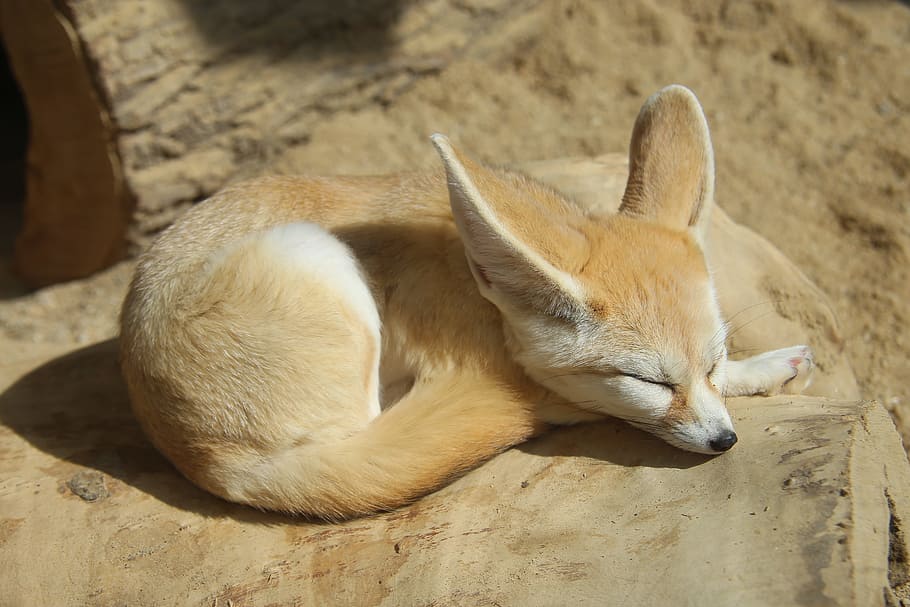 brown, white, finnec fox, log, zoo, desert fox, fox, cute, little, sleepy