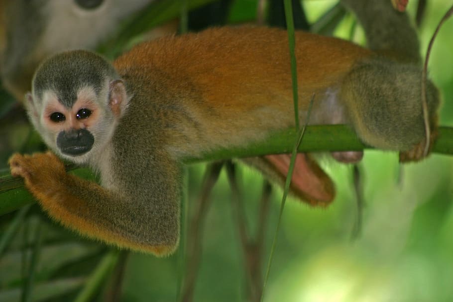 monkey, squirrel, primate, wildlife, nature, wild, rainforest, branch, limb, tropical