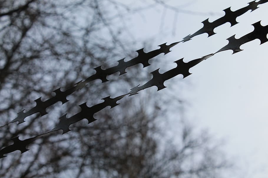 natodraht, barbed wire, tape barbed wire, razor wire, secure, low angle view, protection, security, tree, safety