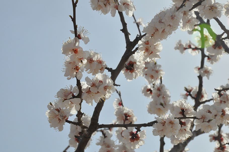 shanxi, apricot, open, blooming, sky, tree, springtime, branch, nature, blossom