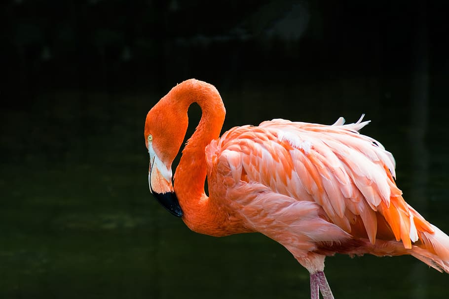 フラミンゴ 鳥 ピンク エキゾチック 熱帯 カラフル くちばし 羽毛 首 自然 Pxfuel