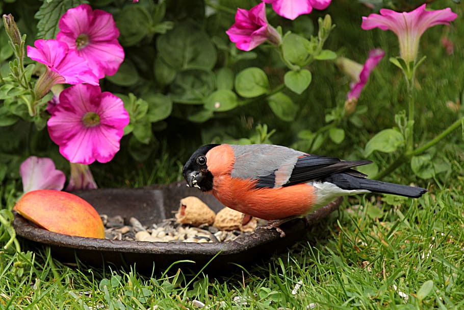 orange, gray, bird, eating, nuts, animal, bullfinch, gimpel, male, pyrrhula