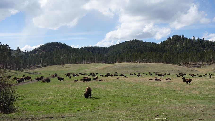 Buffalo, Bison, Yellowstone, buffalo, bison, national park, national parks, united states, america, nature, animals