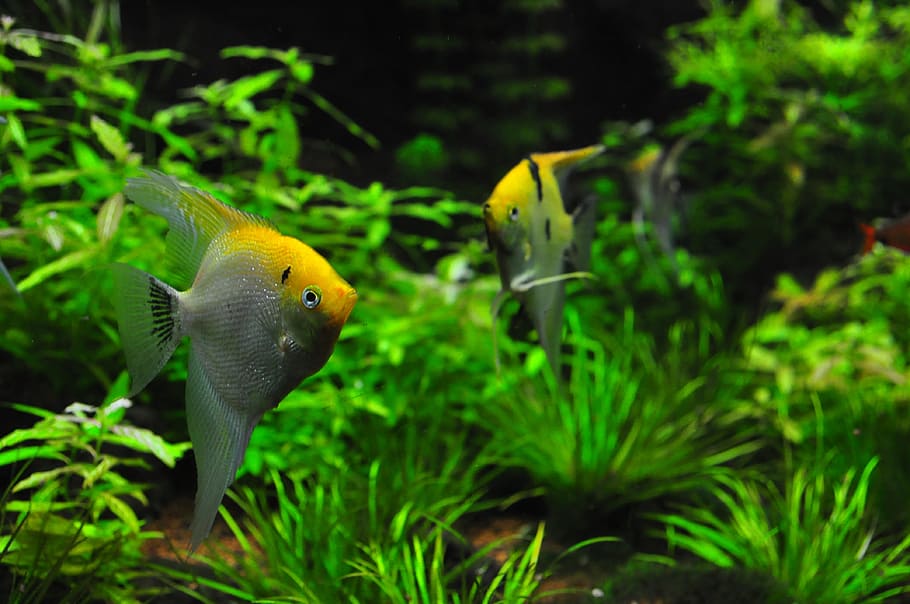 two, yellow-and-gray angelfishes, body, water, green, plants, Fish ...