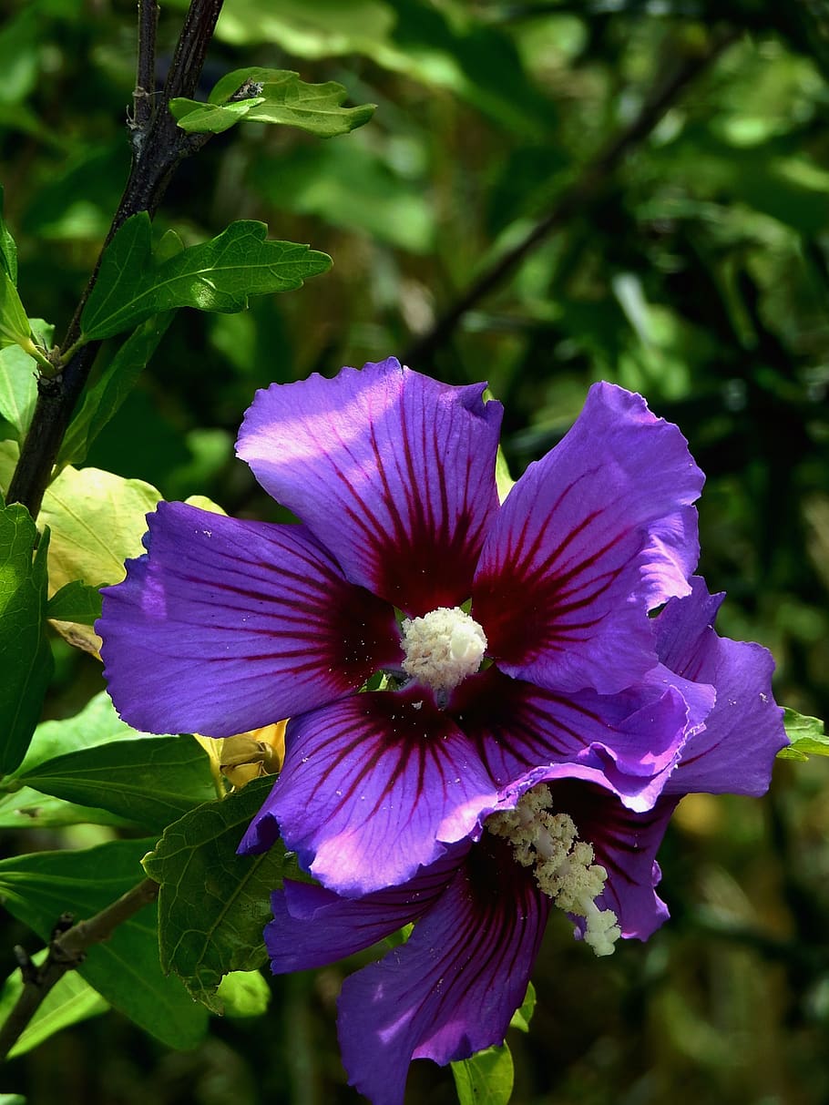 flor, color violeta, flores moradas, verano, planta floreciendo,  fragilidad, vulnerabilidad, planta, frescura, belleza en la naturaleza |  Pxfuel