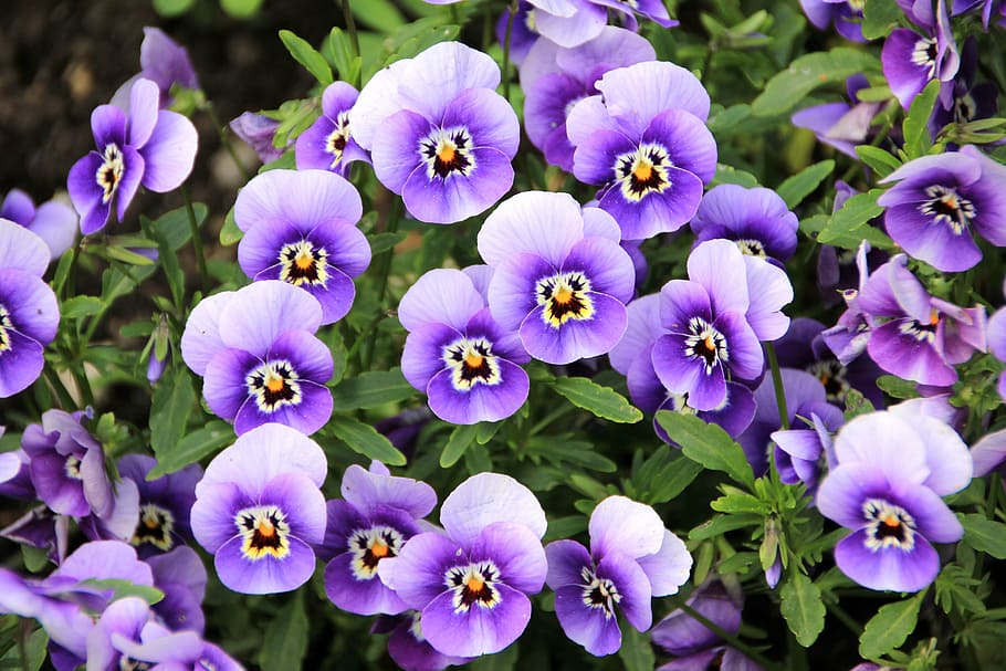 closeup, photography, purple, pansies, flowers, plant, pansy, violet, flowering plant, flower