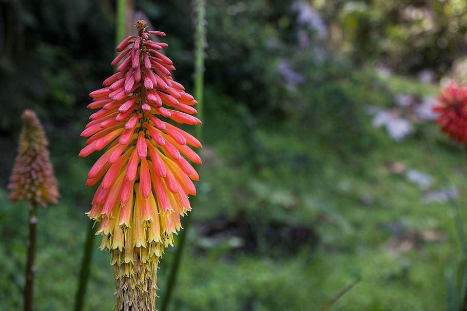 pink, petaled flowers, close-up photo, kniphofia, fire poker flower, tritoma, red hot poker, torch lily, plant, flora