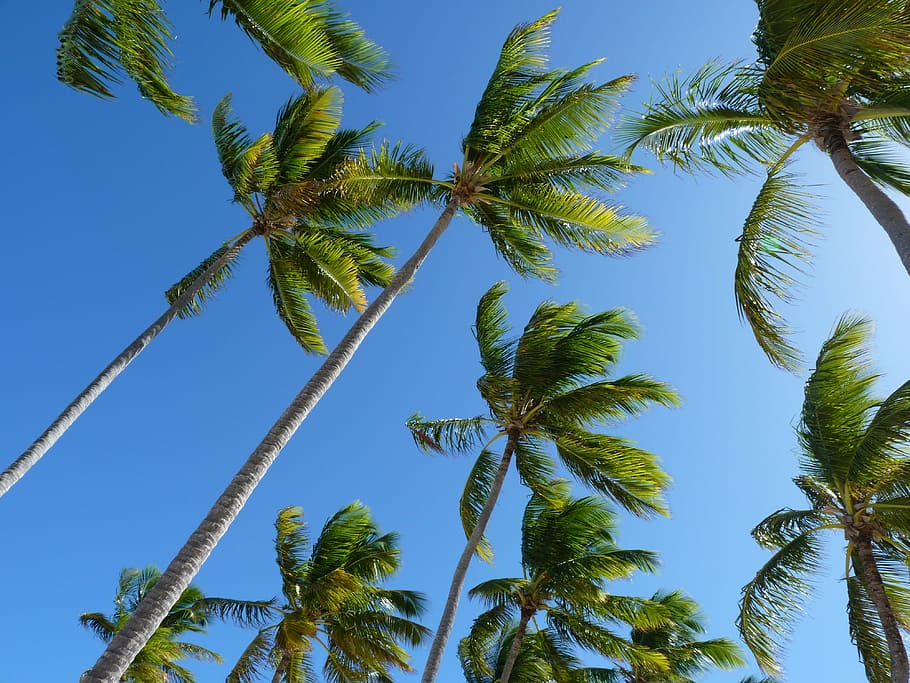 ココナッツ 木 パーム カリブ海 ココナッツの木 ヤシの木 空 人なし 青 低角度のビュー Pxfuel