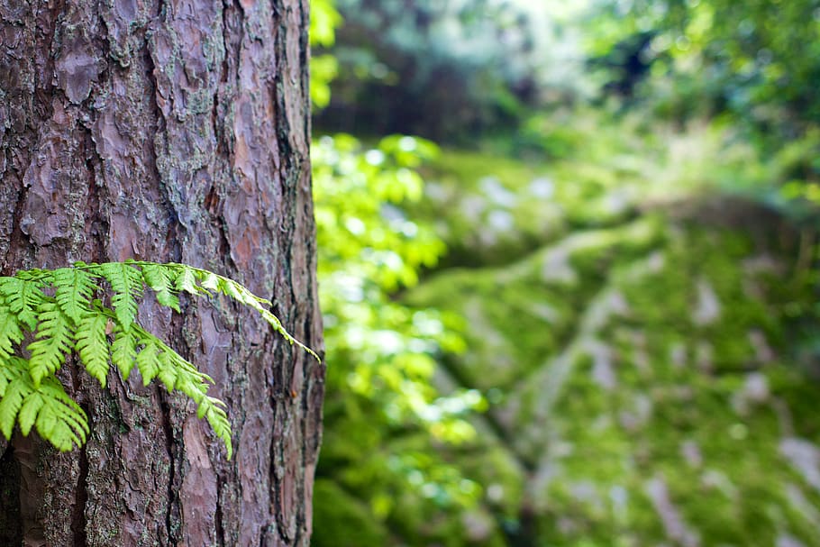 tree trunk, bark, leaves, nature, forest, plant, trunk, tree, focus on foreground, green color