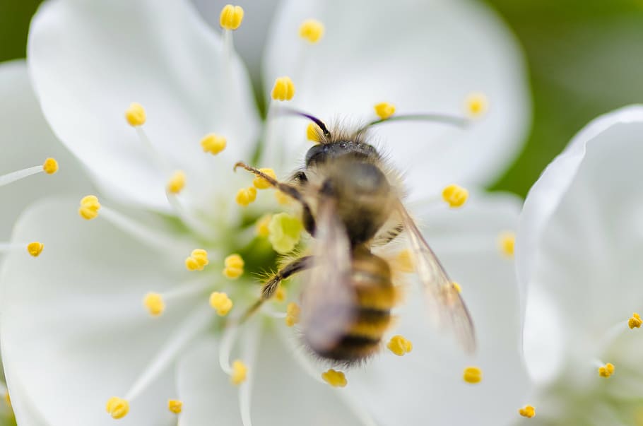 honey bee perching, white, flower, close-up photography, nature, macro, animals, bee, pollen, petals