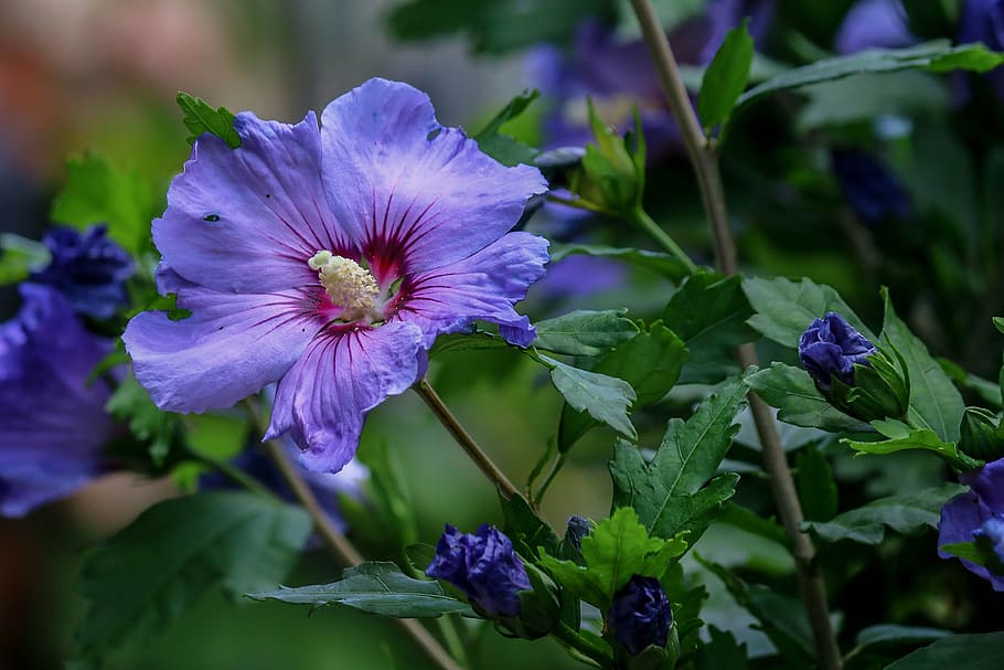selective, focus photo, purple, petaled flowers, hibiscus, shrub, nature, garden, blue, flowering
