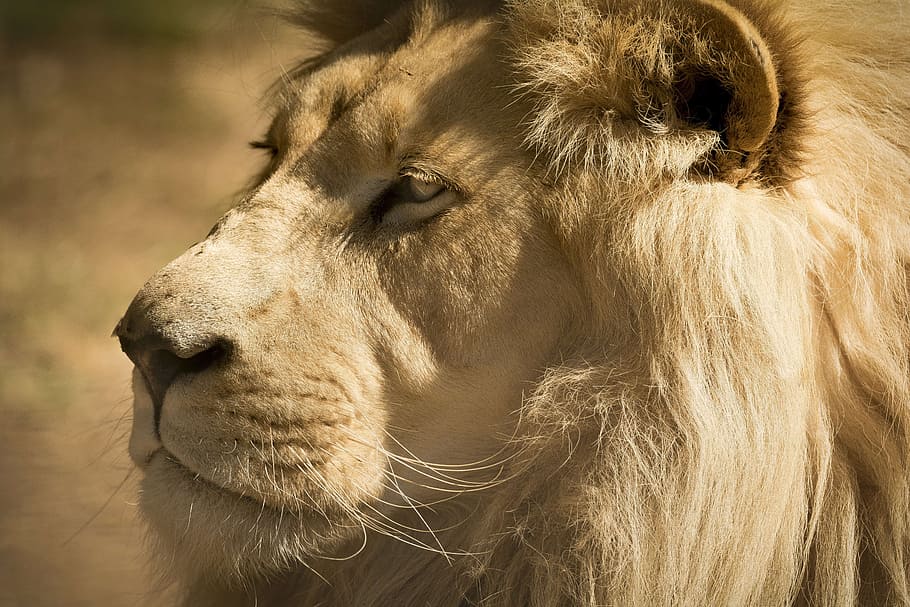 closeup, lion, white lion, endangered, rare, close up, portrait, beautiful, animal themes, animal
