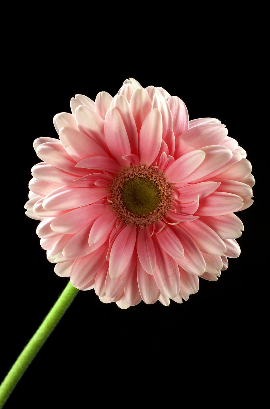 flower, pink, pink flower, plant, flowers, beautiful, gentle, black background, bright, beautiful flower