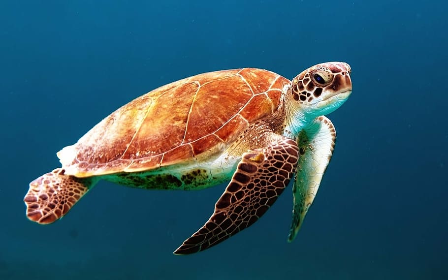 brown, blue, turtle, swimming, water, tortoise, swim, sea turtle, creature, ocean