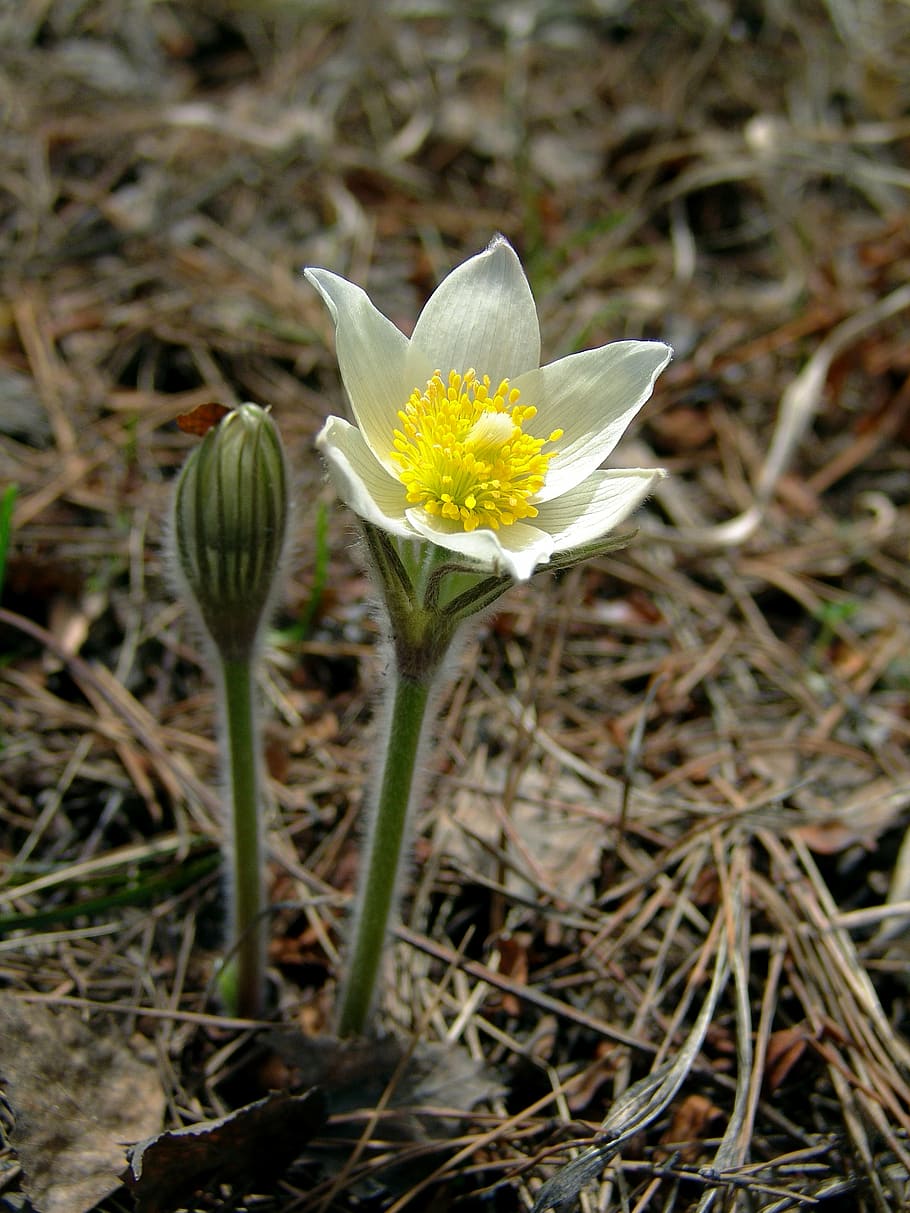 花 シベリアスノードロップ 春 春の花 自然 森の花 白い花 美しい花 生きている自然 シベリア Pxfuel