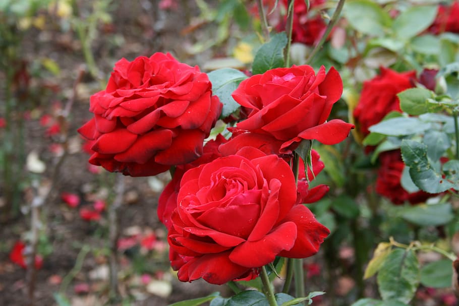 rosa, rosa roja, flor, rojo, belleza, romanticismo, romántico, rosas rojas,  jardín, planta floreciendo | Pxfuel