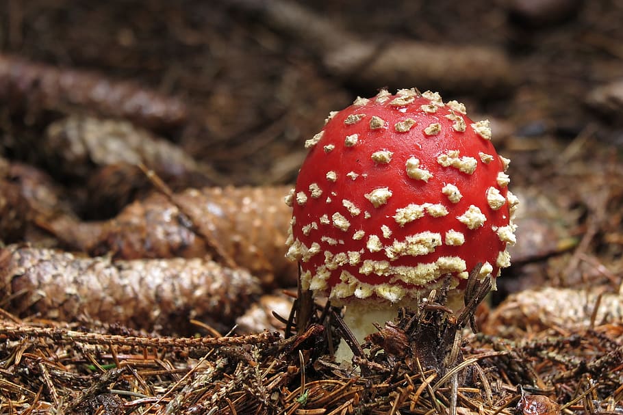 fungus, amanita muscaria, forest, autumn, toadstools, nature, mushroom, food, fly agaric mushroom, close-up