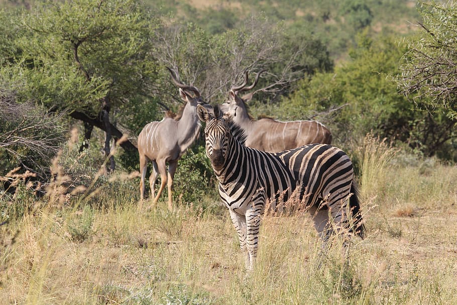 zebra, kudu, horns, bush, rams, burchell, gazelle, camouflage, game, drive